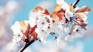 free-spring-wallpapers-in-hd-for-desktop-seasons-picture-spring-wallpaper
